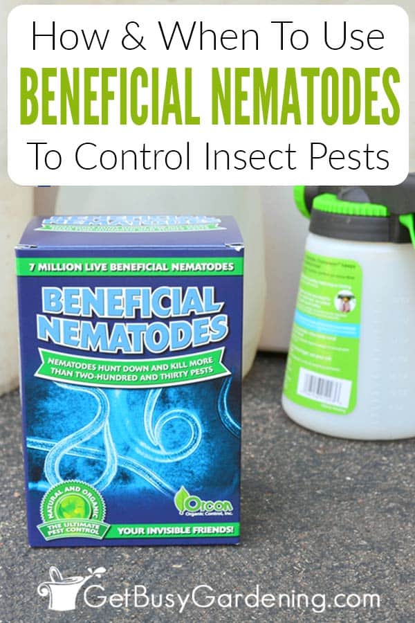 How & When To Use Beneficial Nematodes To Control Garden Insect Pests