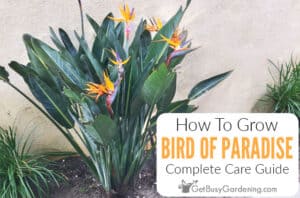 Bird Of Paradise Plant Care & Growing Guide - Get Busy Gardening