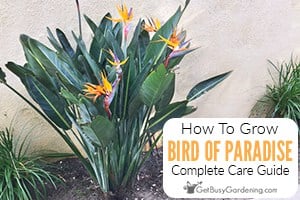 How to Grow and Care for Bird-of-Paradise