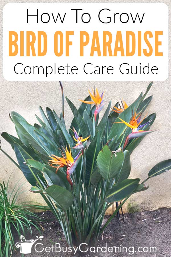 How To Grow Bird Of Paradise: Complete Care Guide
