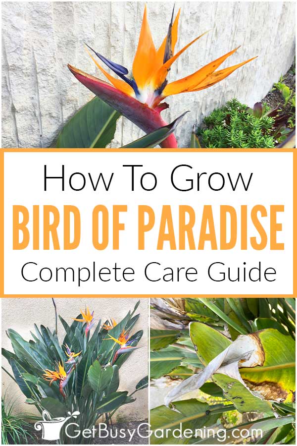 How To Grow Bird Of Paradise: Complete Care Guide