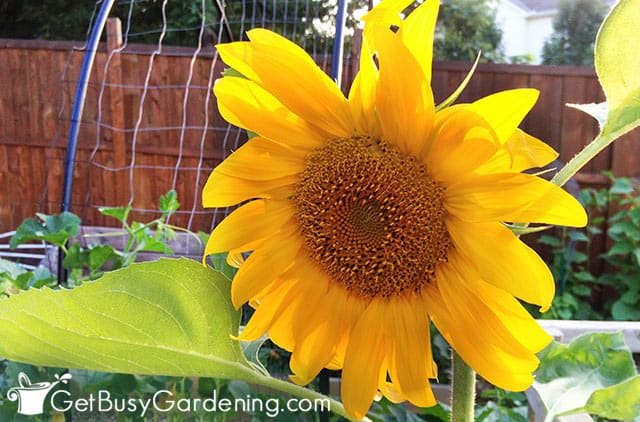 Cute bright yellow sunflower