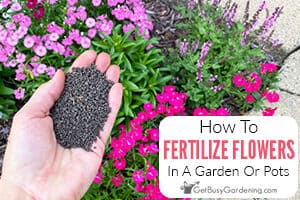 How To Fertilizer Flowers In A Garden Or Pots