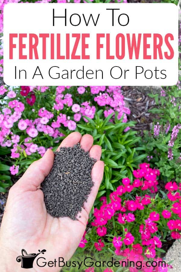 How To Fertilizer Flowers In A Garden Or Pots