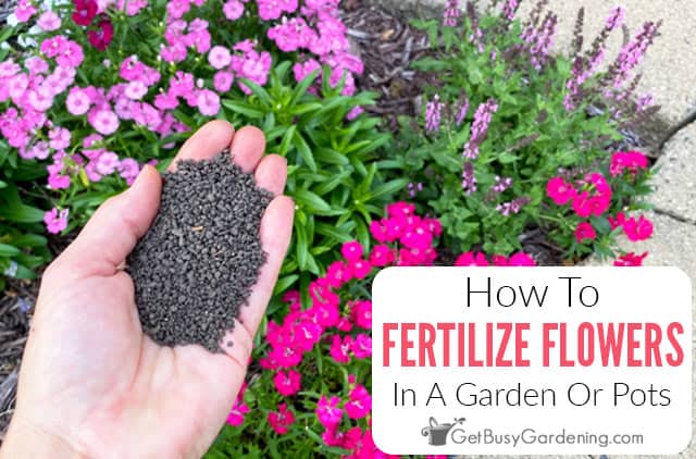 Why It's Important To Use Flower Food For Your Flowers - Article on