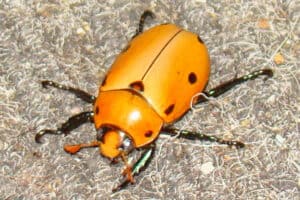 Grapevine beetle (Pelidnota punctata)