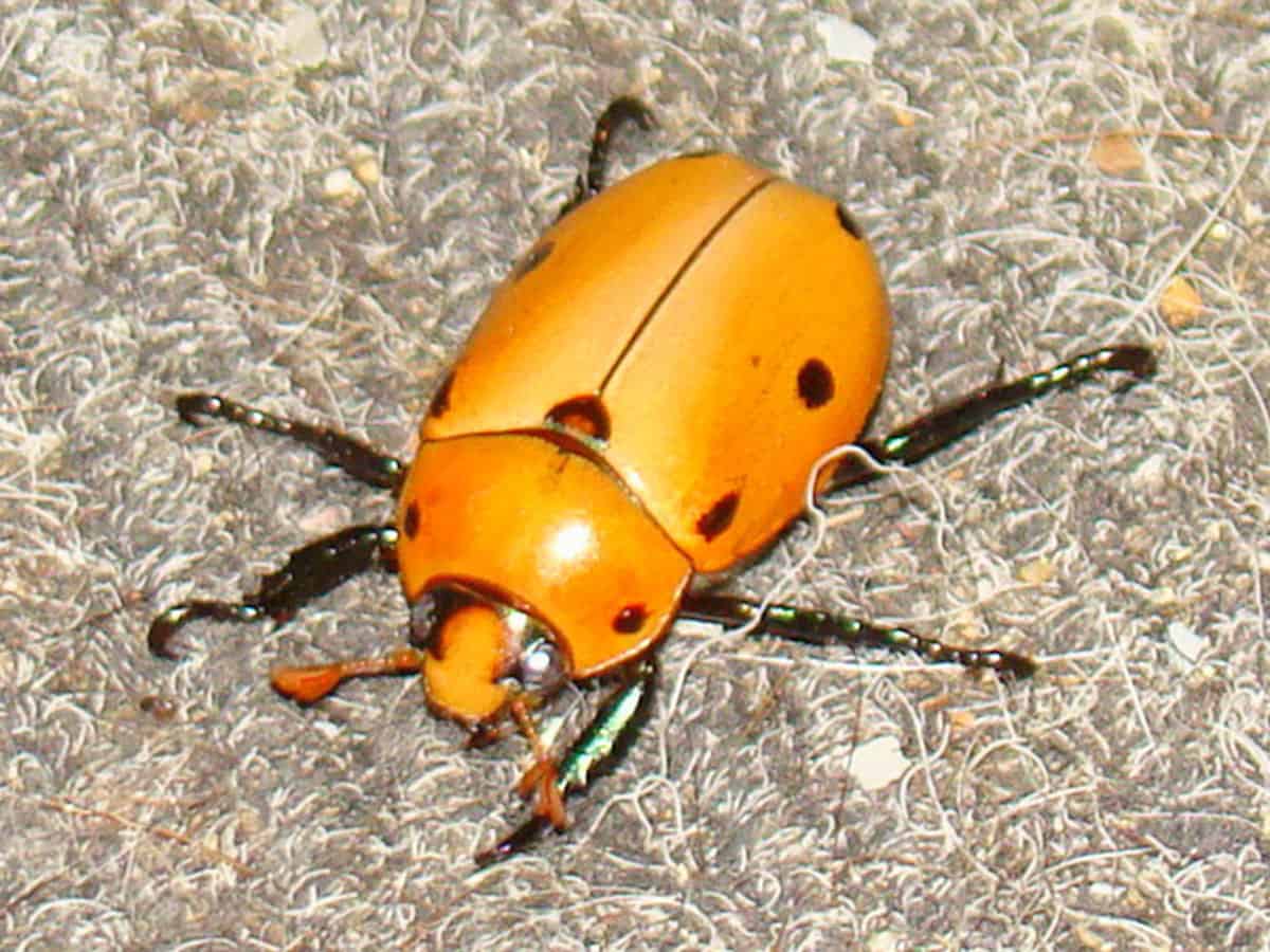 One of Ohio's Most Beautiful Beetles: Dogbane Beetle