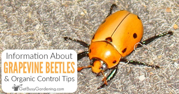 Grapevine Beetle Information & Organic Control Tips - Get Busy Gardening