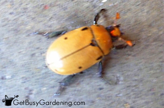 Grapevine beetle reacting to bright light