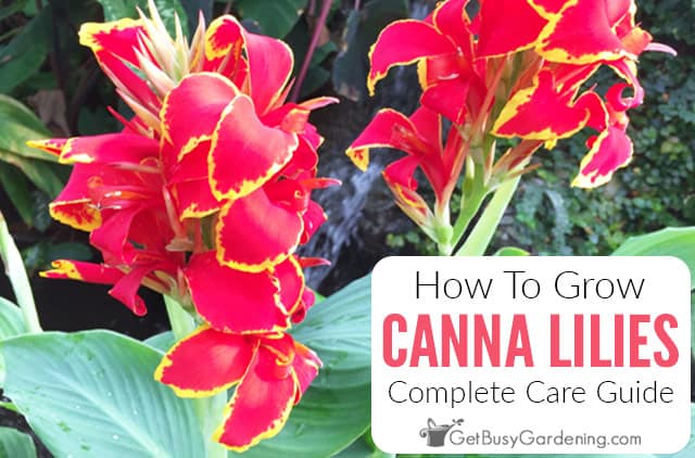 Colorful Cannas Flowers Add Beauty to Any Garden - Birds and Blooms