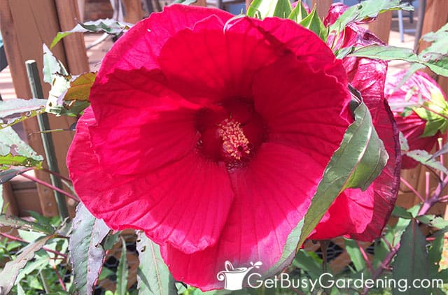 Huge red hardy hibiscus flower