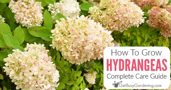 How To Grow Hydrangeas: Complete Care Guide - Get Busy Gardening