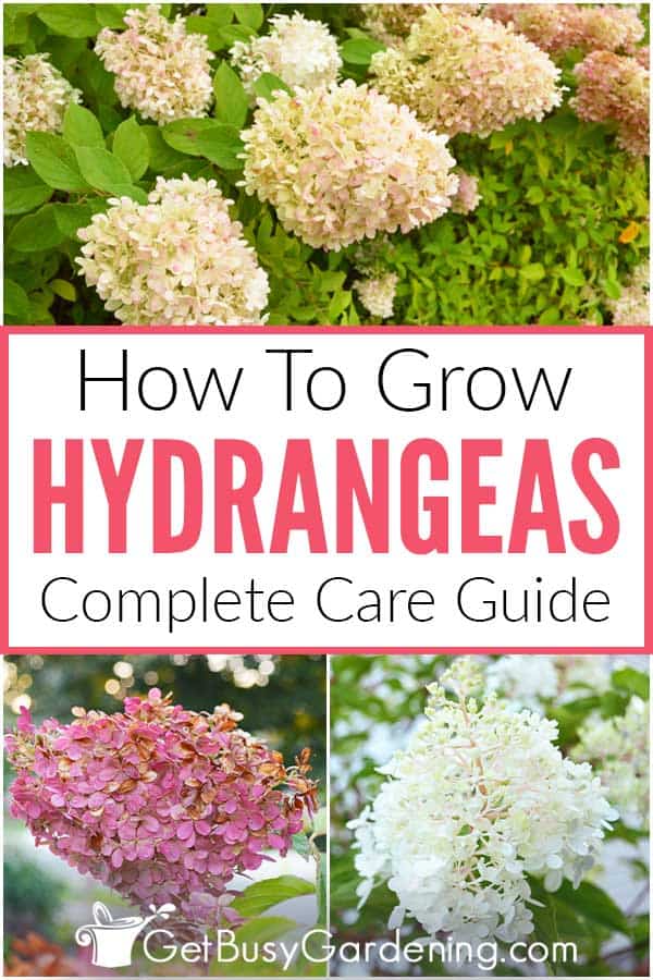 How To Grow Hydrangeas: Complete Care Guide
