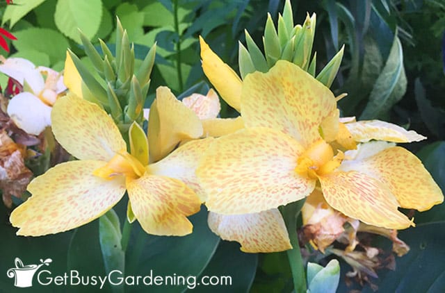 Light yellow tropical canna lily flowers