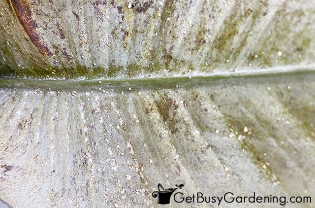 Mealybugs on bird of paradise leaf