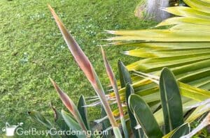 Bird Of Paradise Plant Care & Growing Guide - Get Busy Gardening