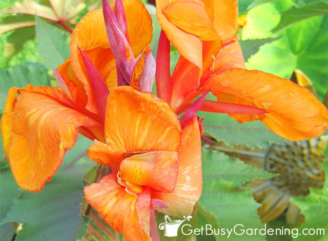 Orange canna flower
