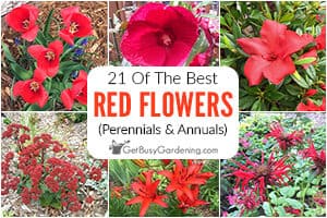 21 Of The Best Red Flowers: Perennials & Annuals