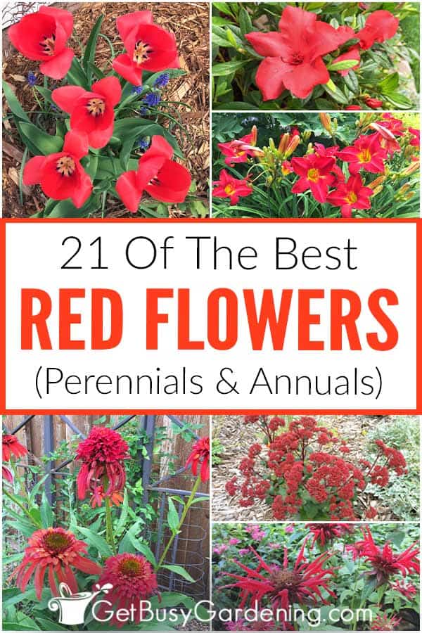 21 Of The Best Red Flowers (Perennials & Annuals)
