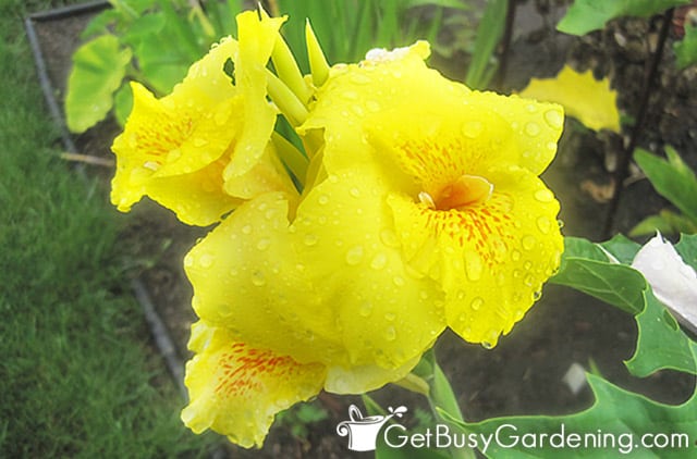 Yellow canna lily blooming