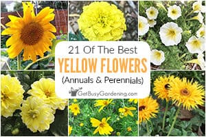 21 Of The Best Yellow Flowers: Annuals & Perennials