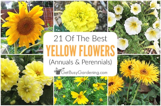 21 Of The Best Yellow Flowers: Annuals & Perennials 21 Of The Best Yellow Flowers: Annuals & Perennials