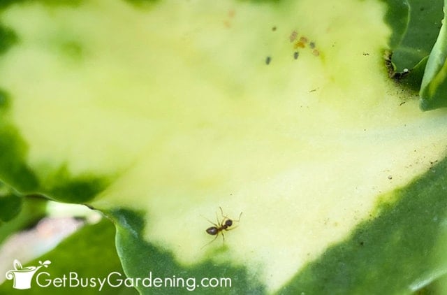 An ant sitting near some aphids