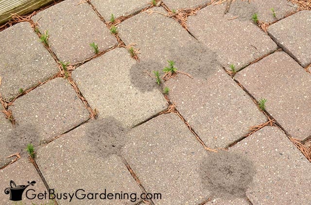 Ant hills in my pavers