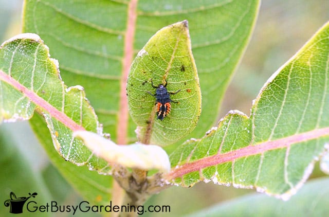 Baby ladybug larvae eating aphids