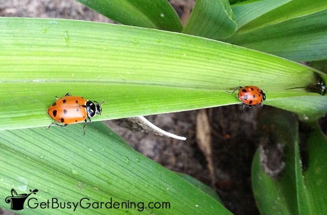 Beneficial bugs to help control garden pests