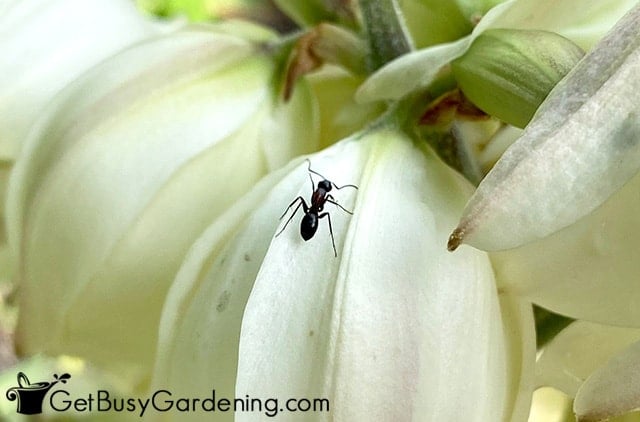 Black ant crawling on a flower