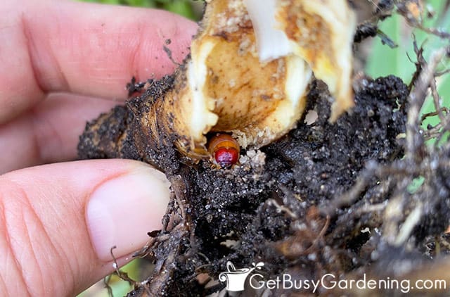 Borer worm inside an iris bulb