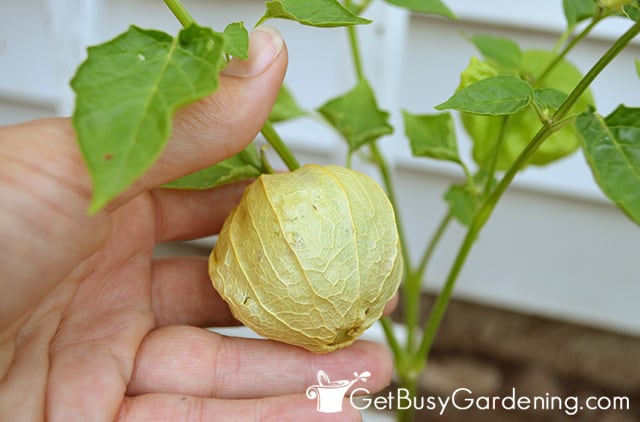Brown and papery tomatillo husk