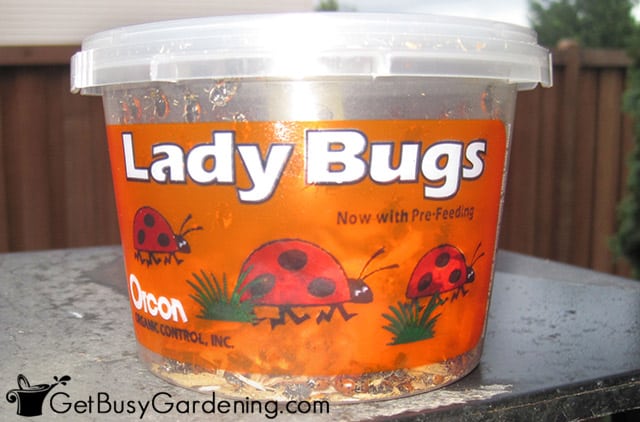 Bucket of live ladybugs