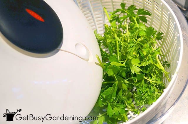 Cleaning parsley leaves