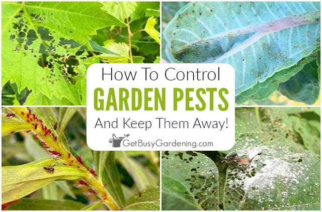 17 Plants to Control Pests