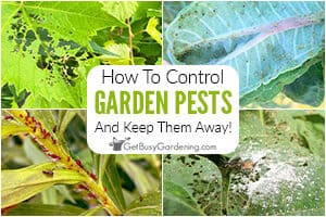 How To Control Garden Pests Naturally