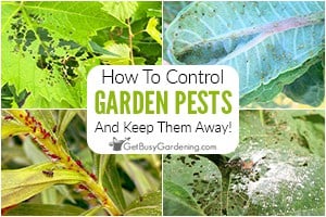 How To Control Pests In Your Garden