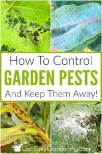 How To Control Garden Pests Naturally - Get Busy Gardening