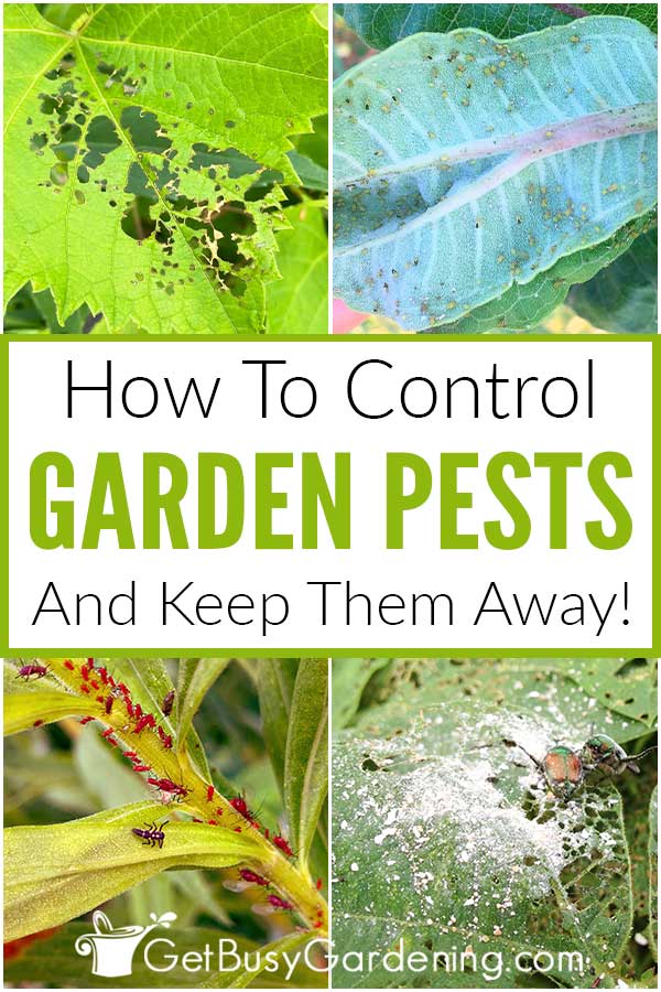 How To Control Gaden Pests And Keep Them Away!