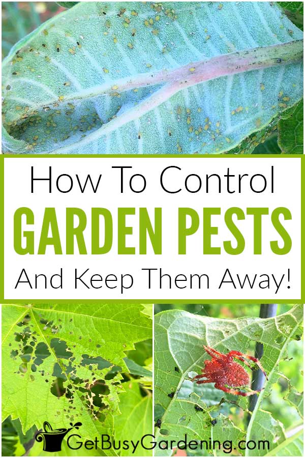 How To Control Gaden Pests And Keep Them Away!