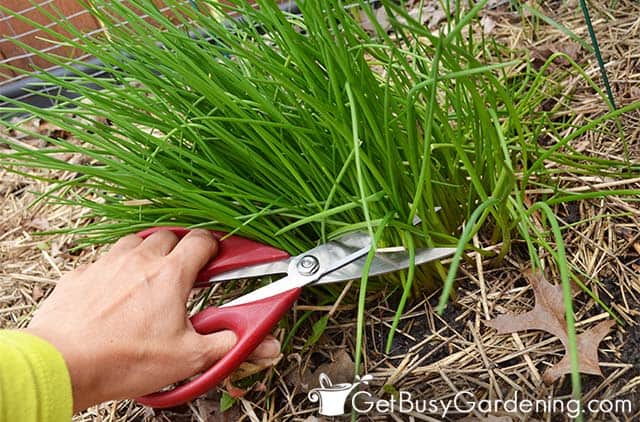 Cutting chives from the plant