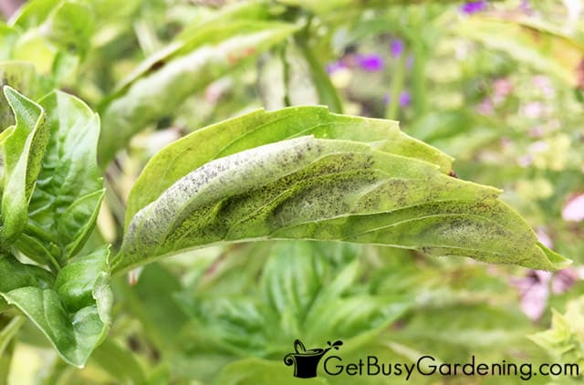 Don't harvest diseased basil leaves