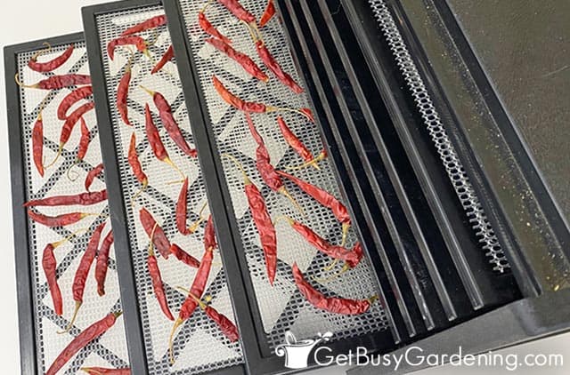Drying cayenne peppers in dehydrator