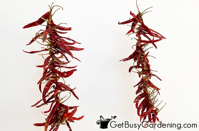 Dried cayenne peppers on a string