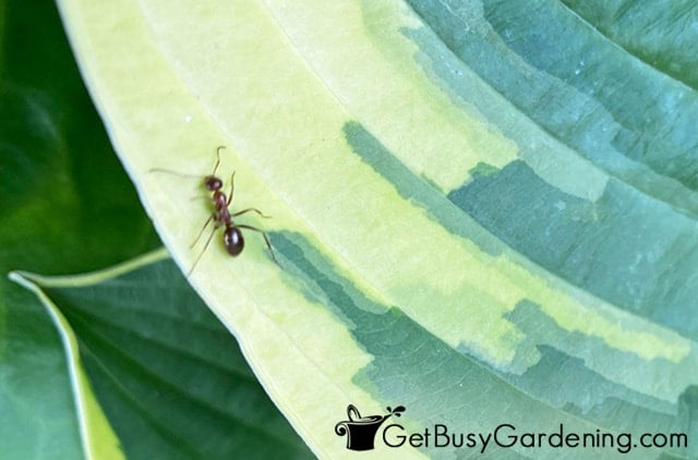 Garden ant crawling on a hosta leaf