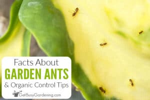 Facts About Ants In A Garden & Organic Control Tips