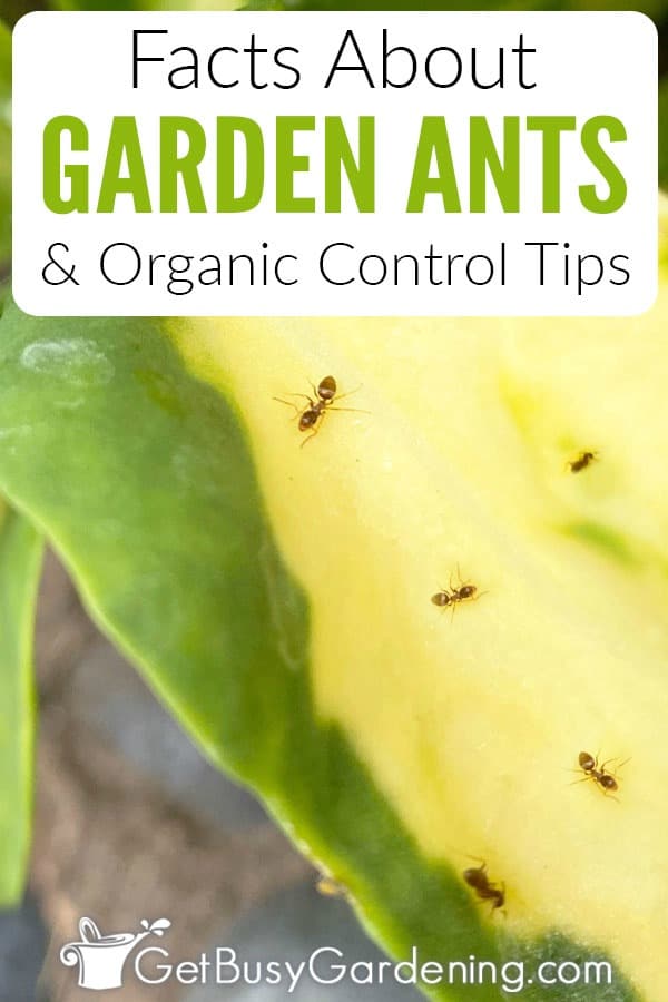 Facts About Garden Ants & Organic Control Tips