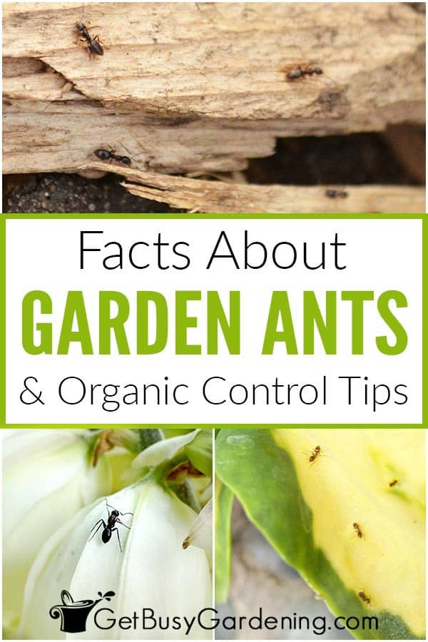 Facts About Garden Ants & Organic Control Tips