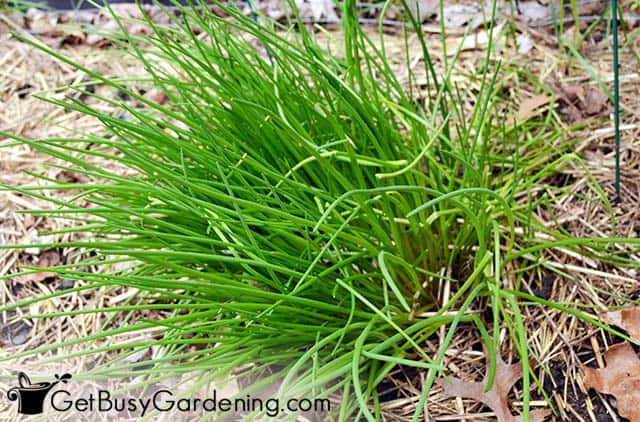 Garden chives ready to harvest